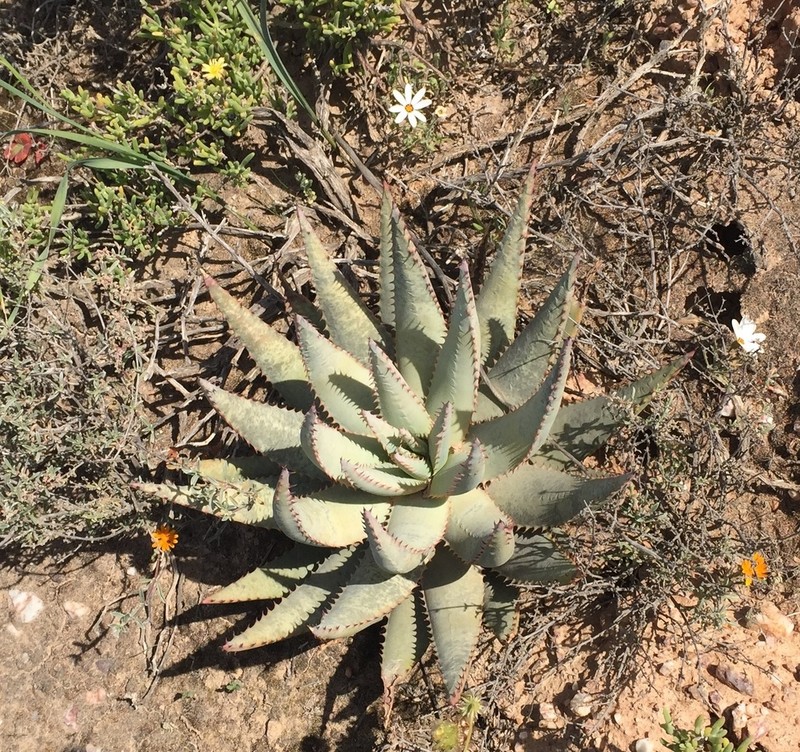 Aloe falcata photo 6