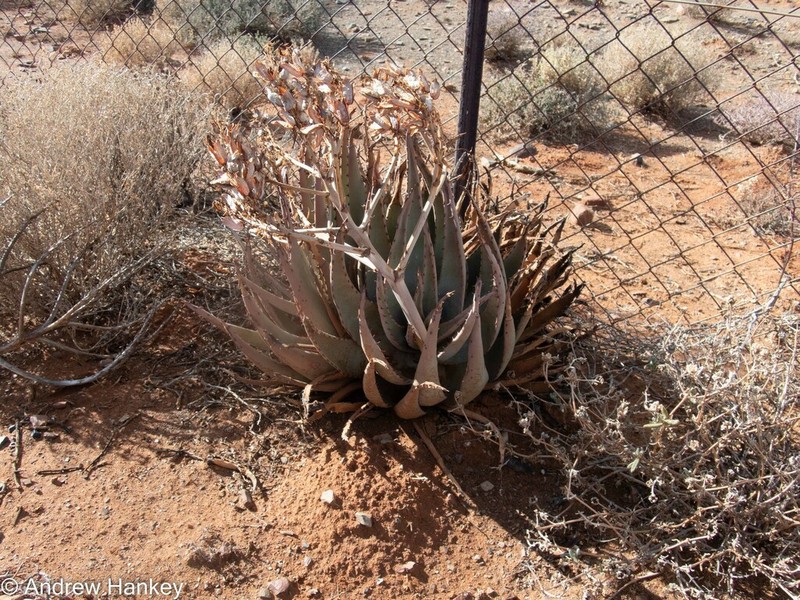 Aloe falcata photo 8