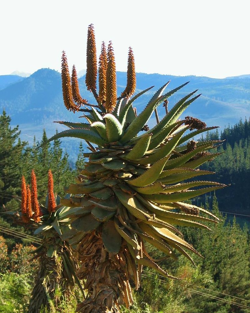 Cape Aloe photo 3