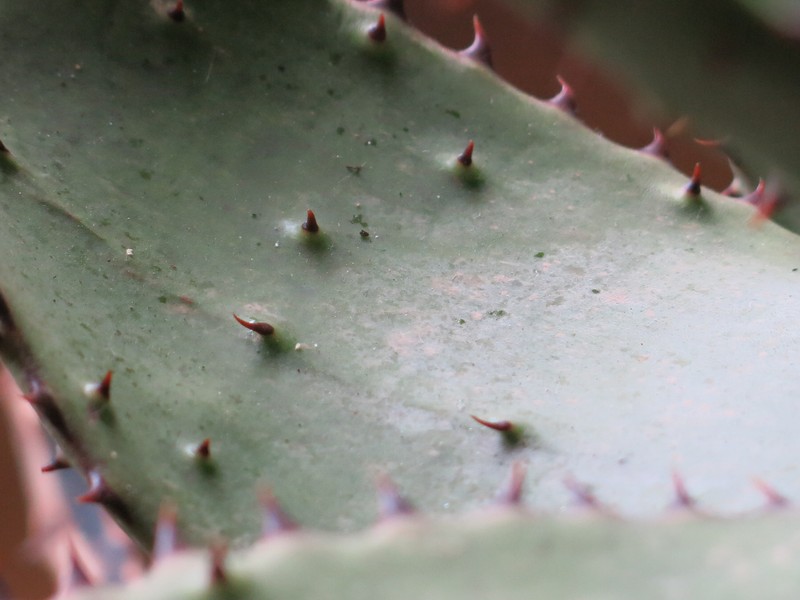 Cape Aloe photo 4