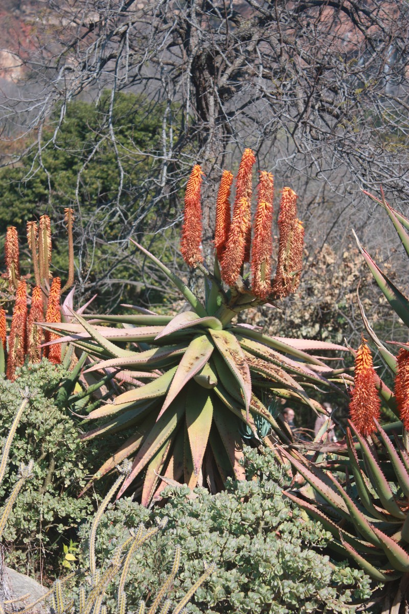Cape Aloe photo 5