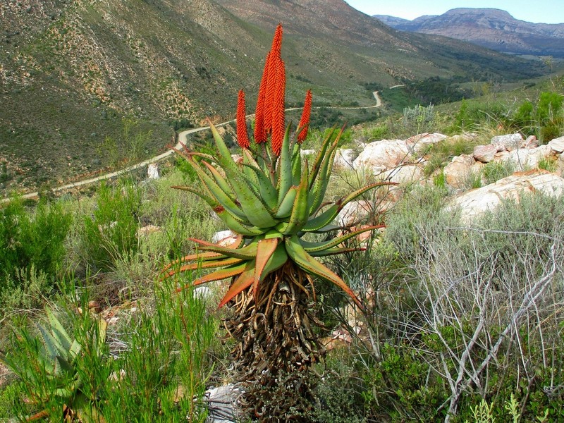 Cape Aloe photo 6