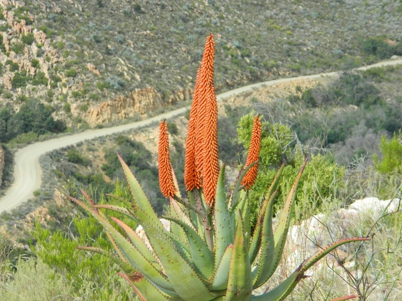 Cape Aloe photo 7