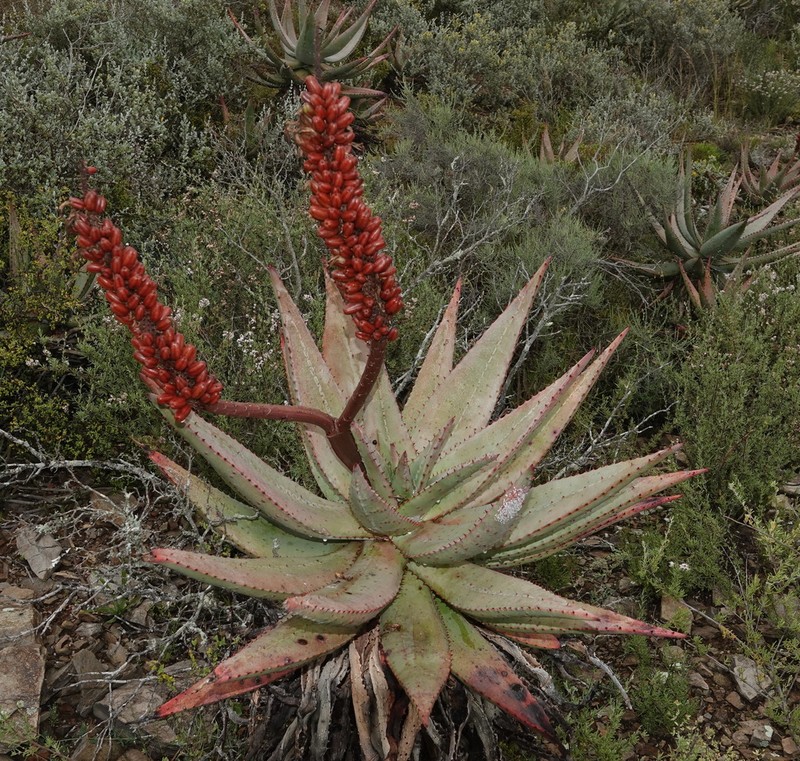 Cape Aloe photo 8