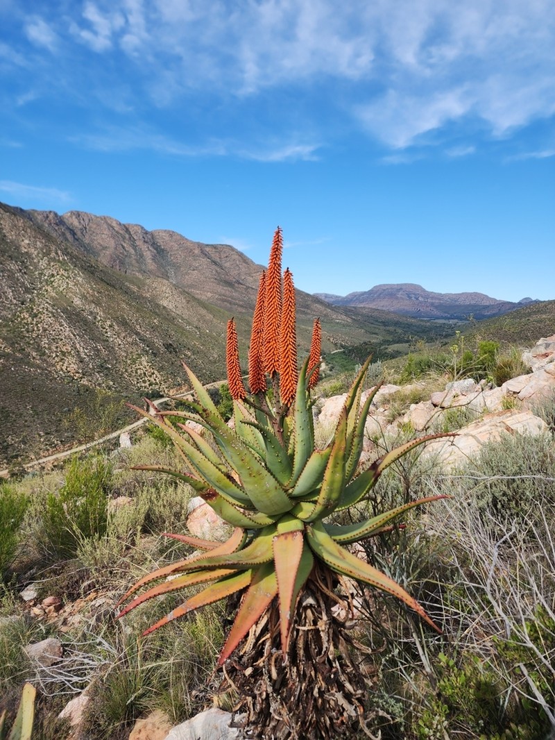 Cape Aloe photo 9