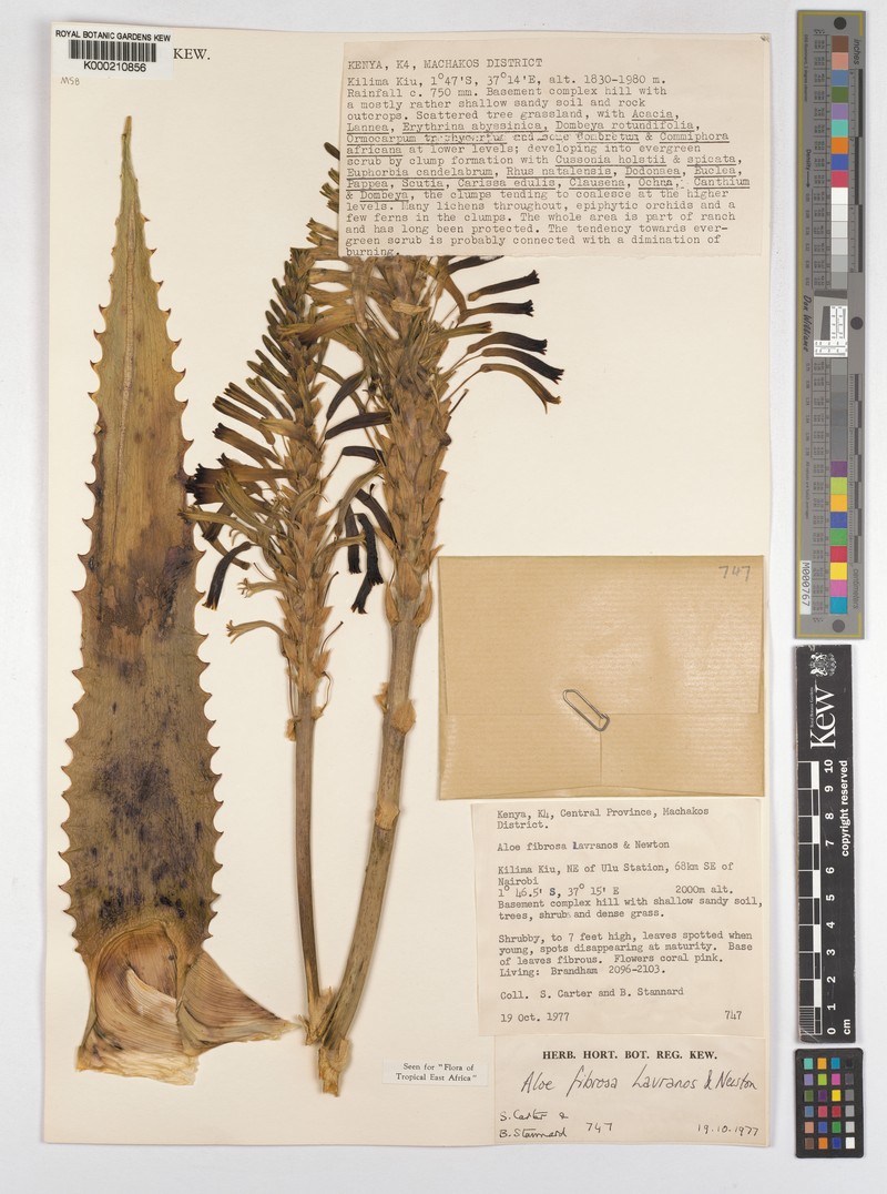 Aloe fibrosa