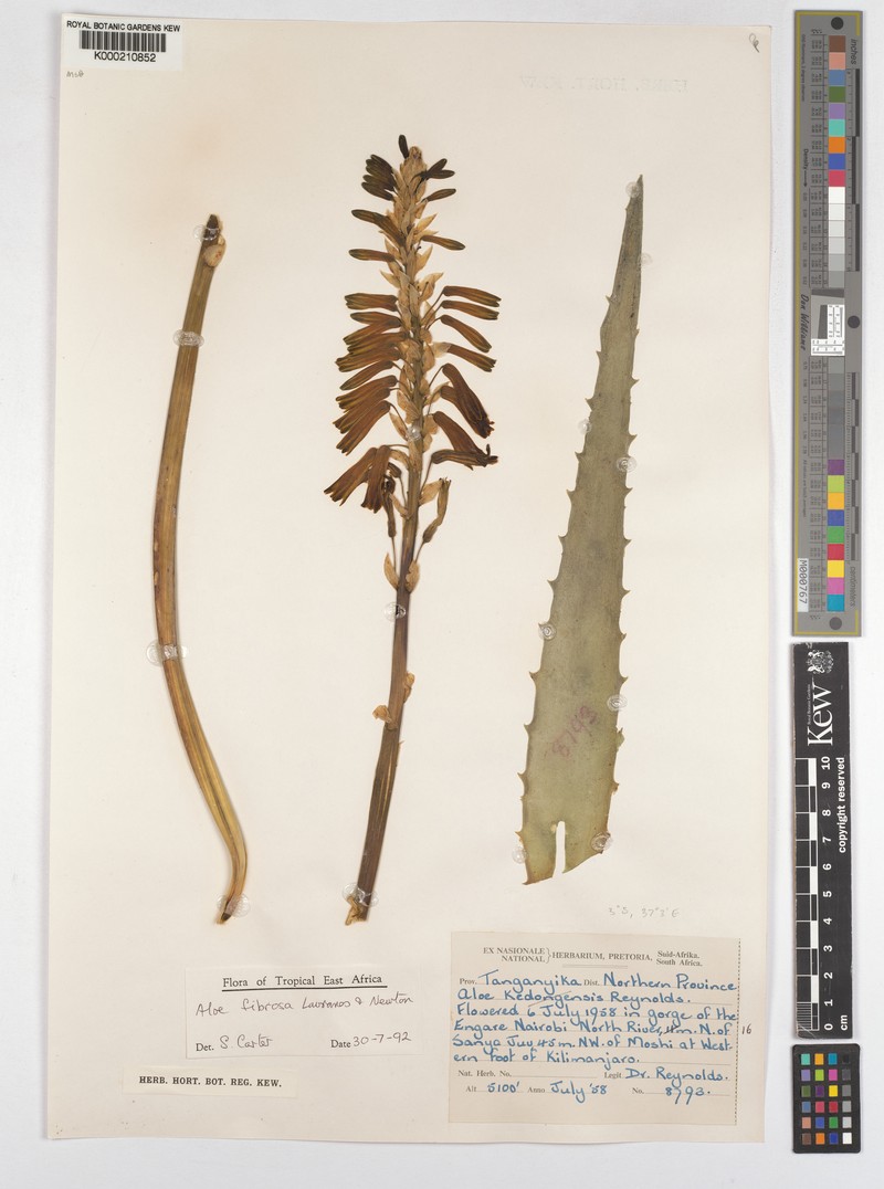 Aloe fibrosa photo 2