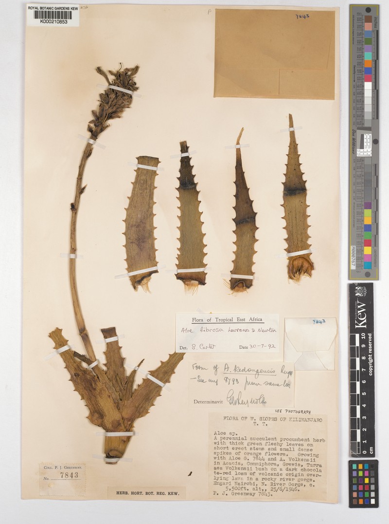 Aloe fibrosa photo 3