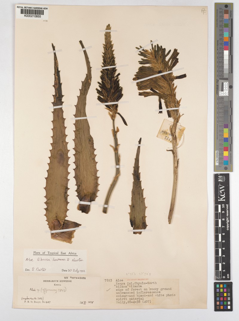 Aloe fibrosa photo 5
