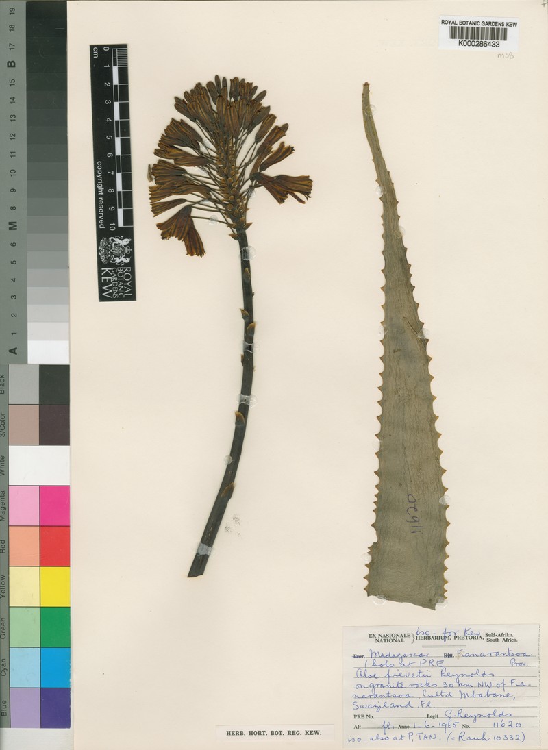 Aloe fievetii