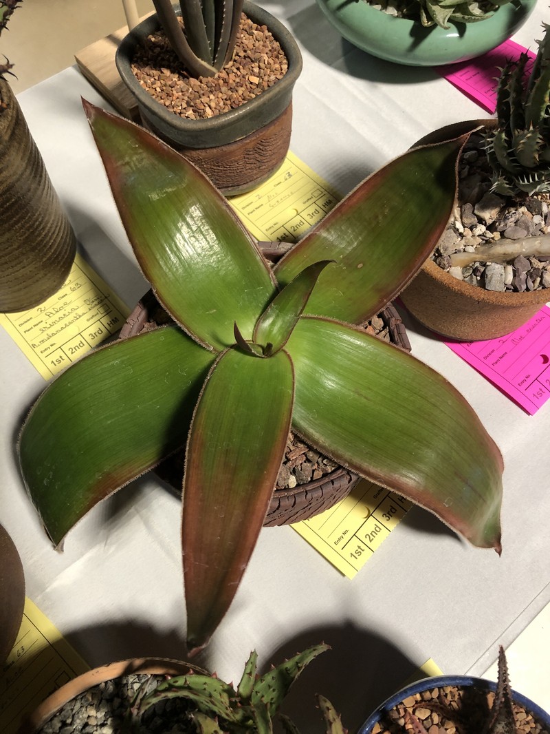 Aloe fimbrialis