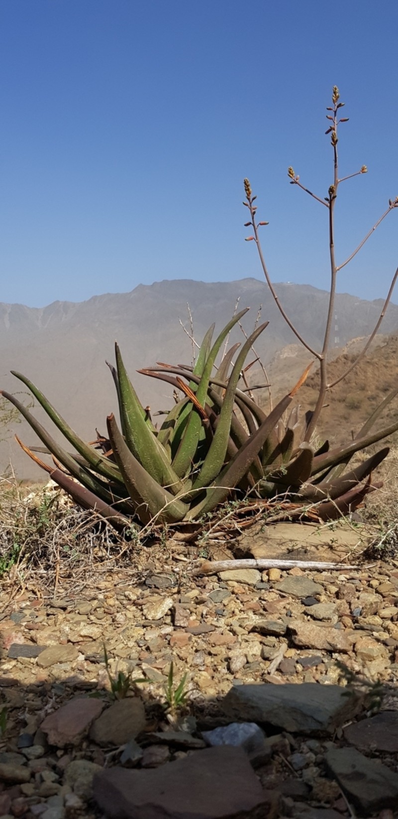 Aloe fleurentiniorum photo 2