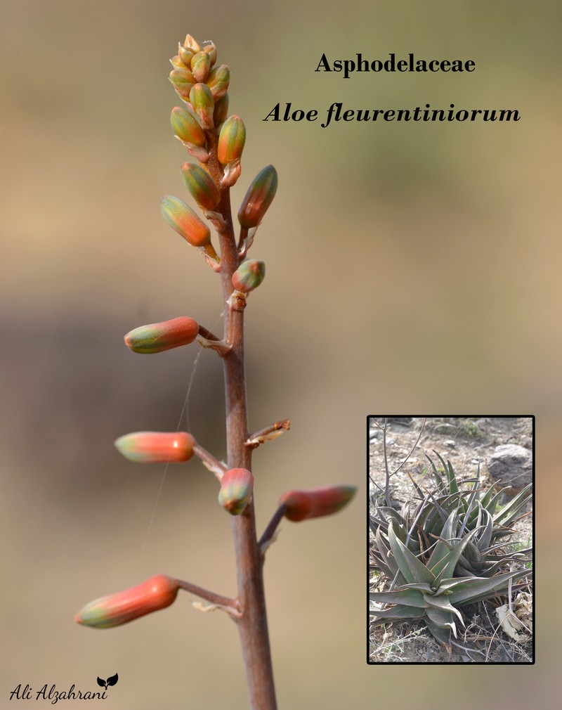 Aloe fleurentiniorum photo 3