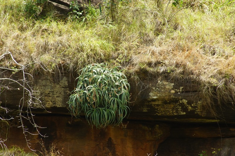 Aloe flexilifolia photo 2