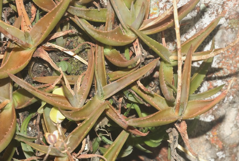 Aloe forbesii photo 2
