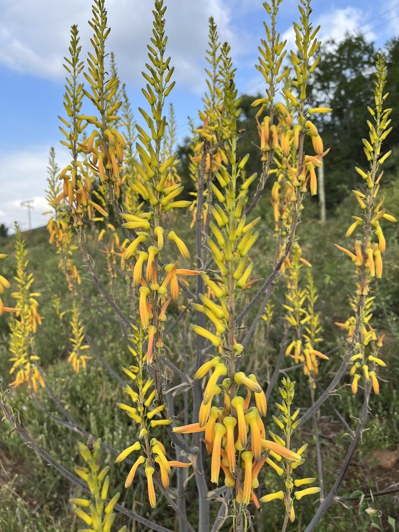 Aloe fosteri