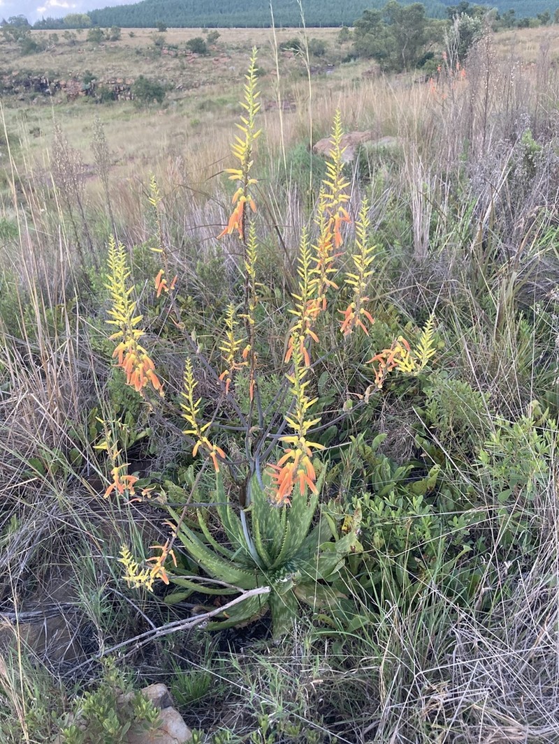 Aloe fosteri photo 2