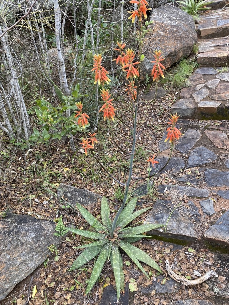 Aloe fosteri photo 3