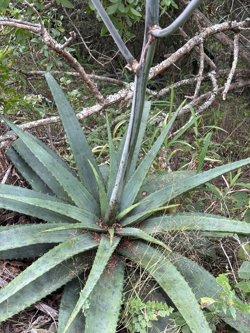 Aloe fosteri photo 4