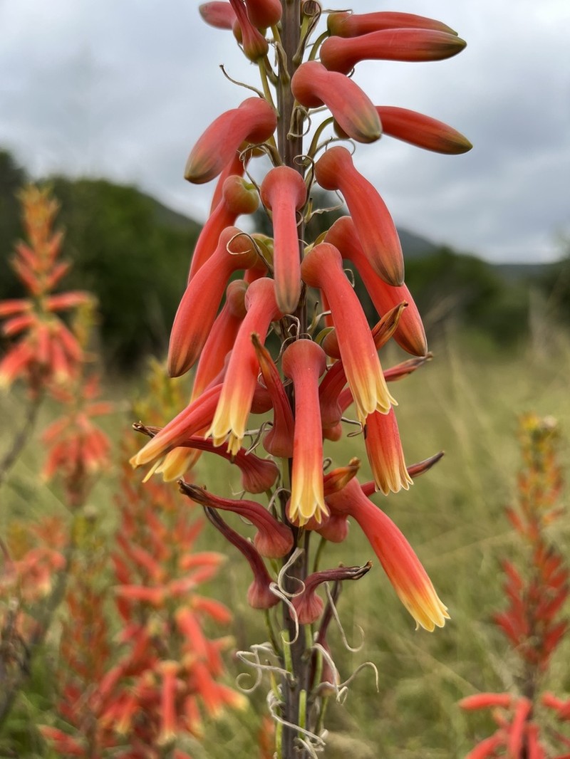 Aloe fosteri photo 5