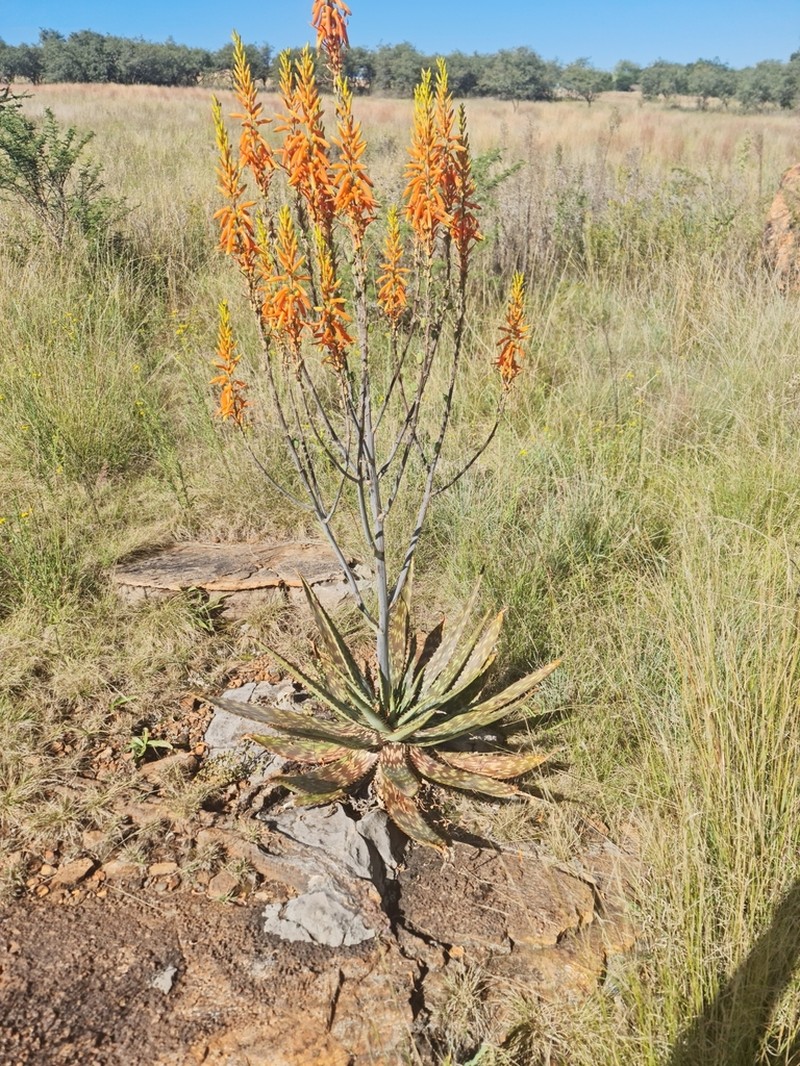 Aloe fosteri photo 6