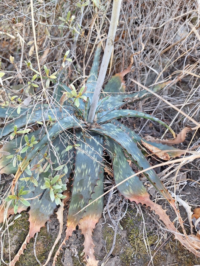 Aloe fosteri photo 7