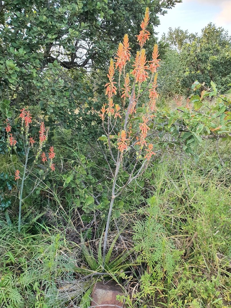 Aloe fosteri photo 8