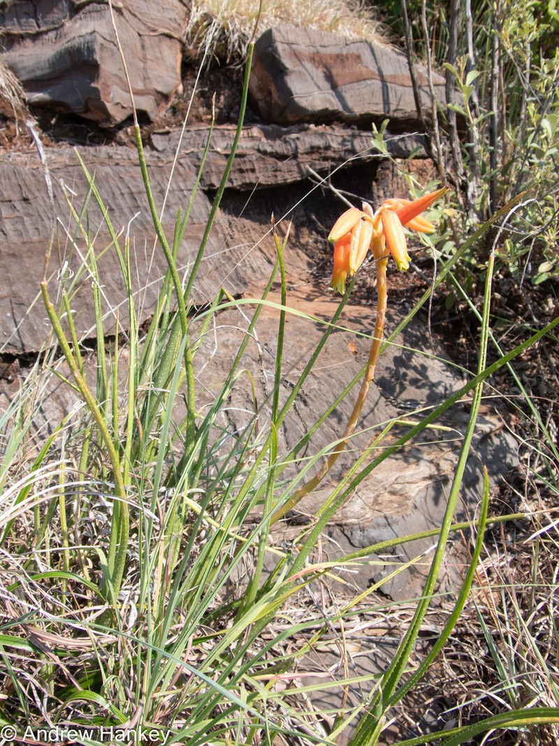 Aloe fouriei