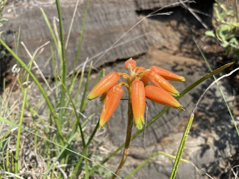 Aloe fouriei photo 2
