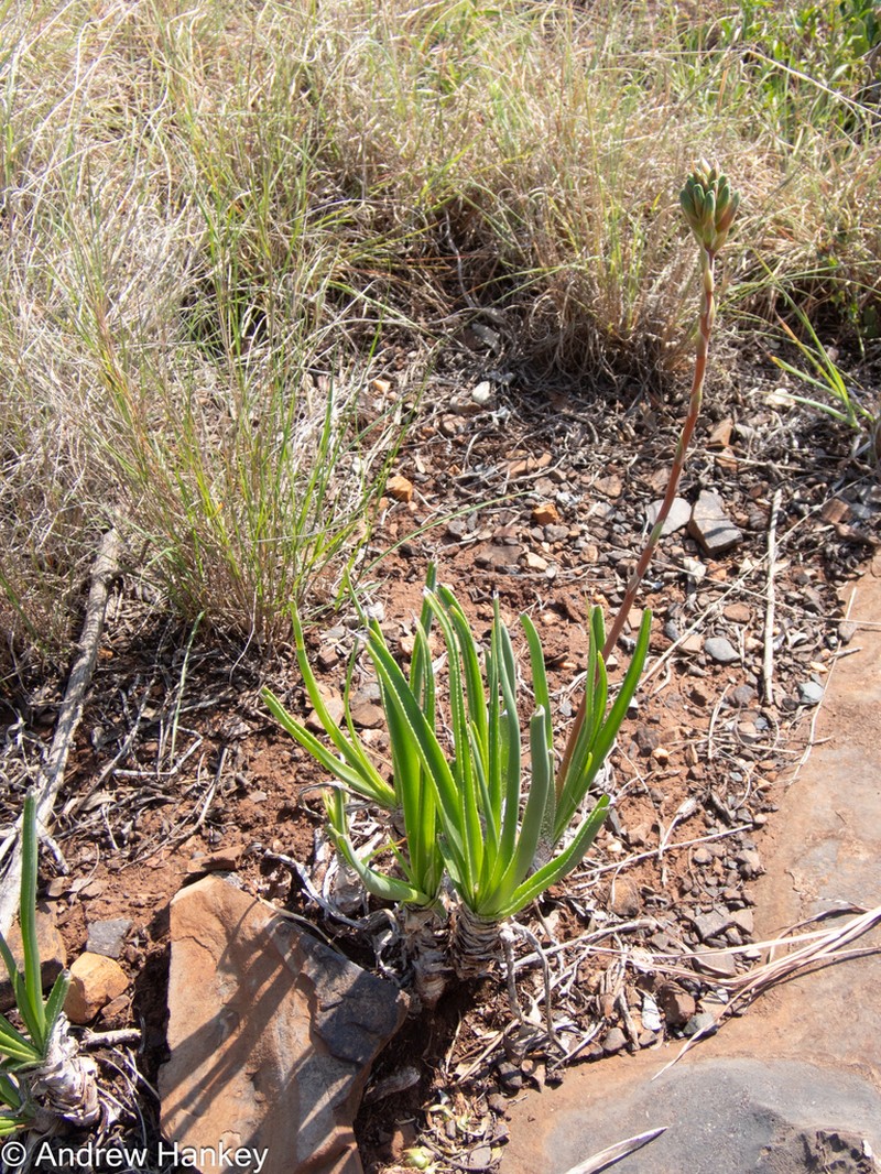 Aloe fouriei photo 3
