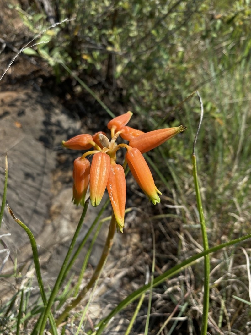Aloe fouriei photo 4