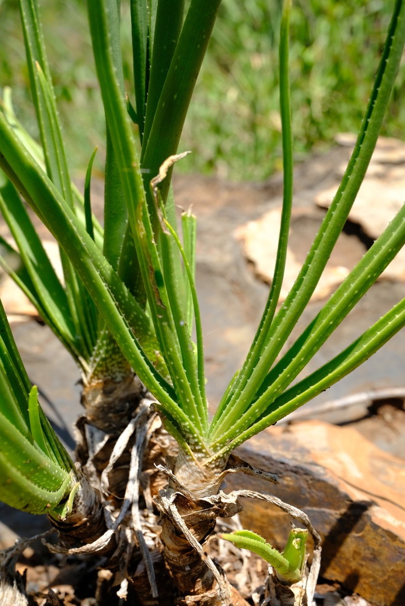 Aloe fouriei photo 5