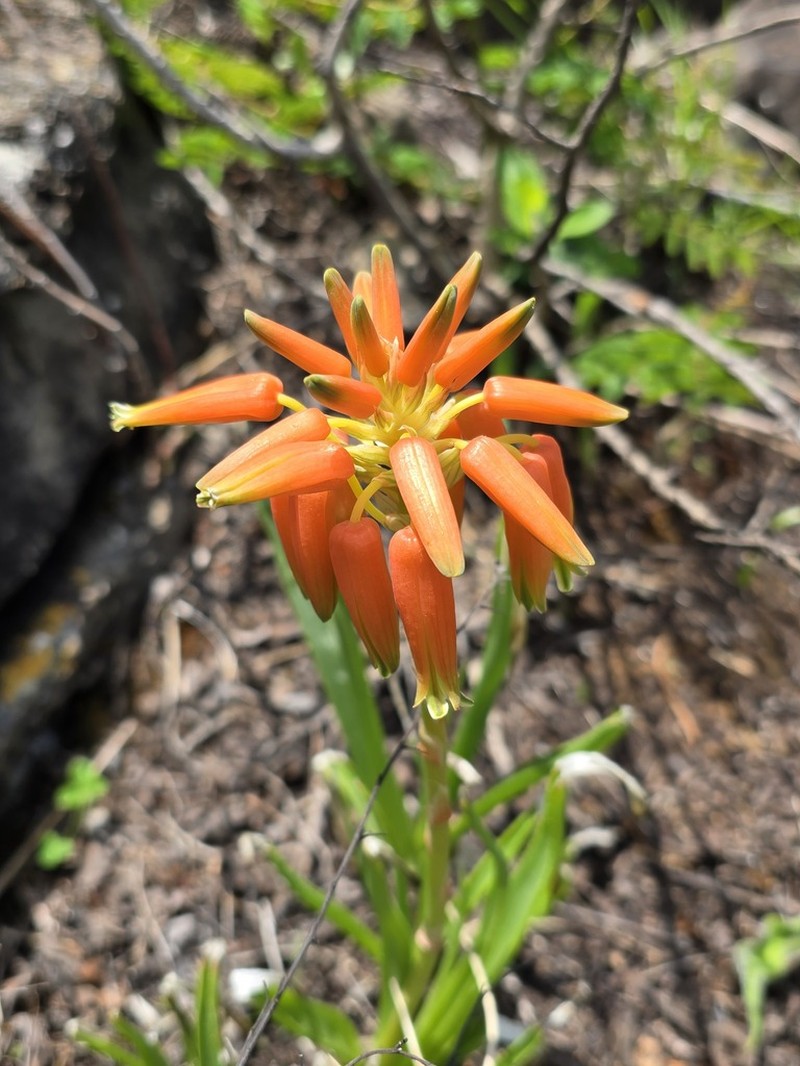 Aloe fouriei photo 6