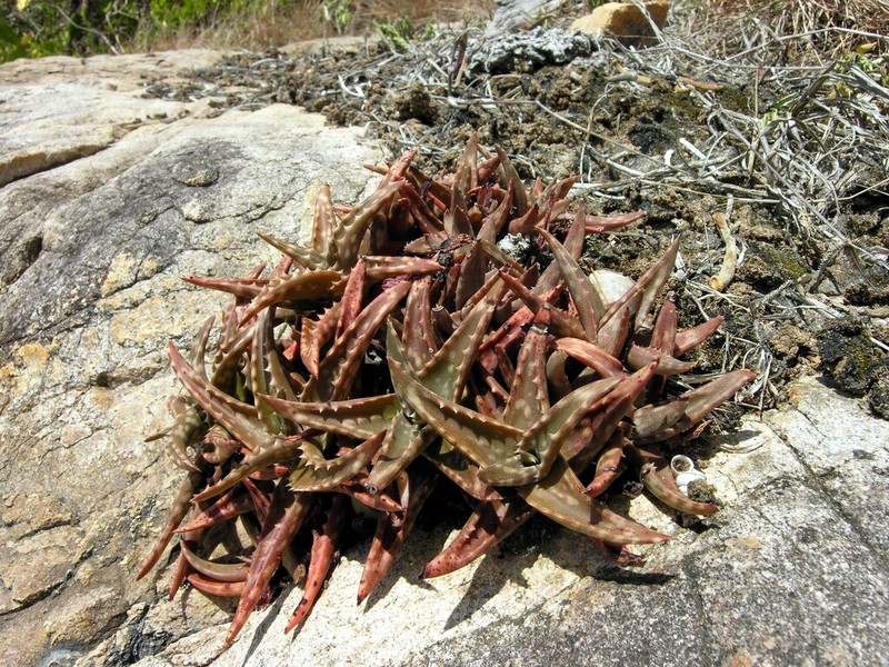 Aloe fragilis photo 2