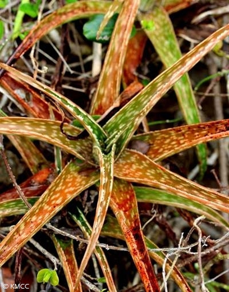 Aloe fragilis photo 3