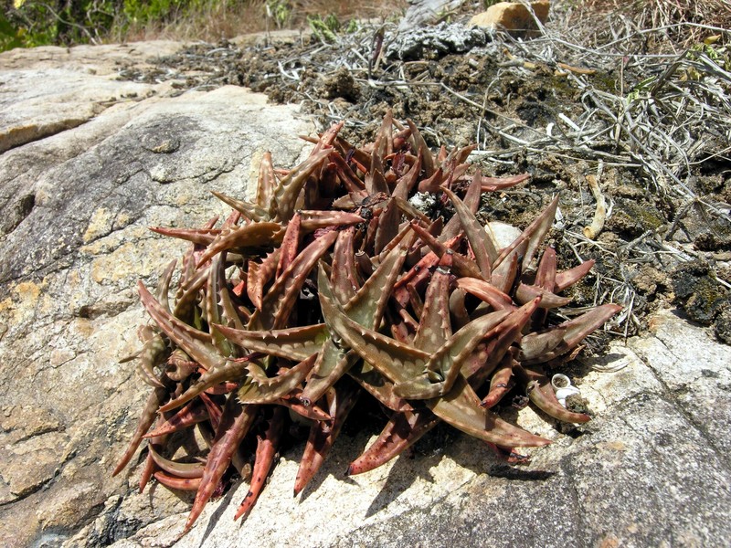 Aloe fragilis photo 4