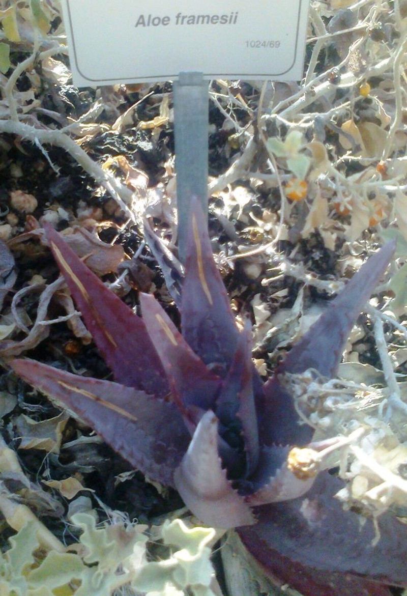 Aloe framesii