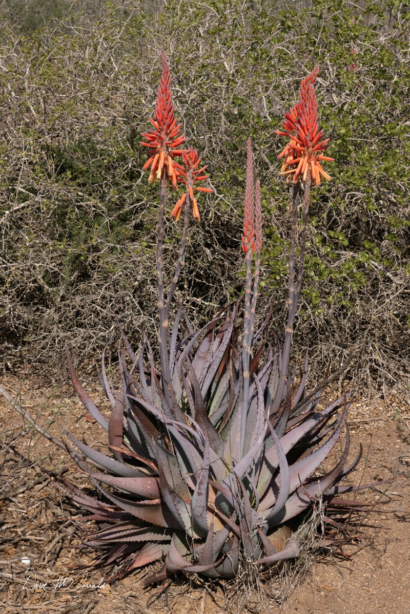 Aloe framesii photo 2