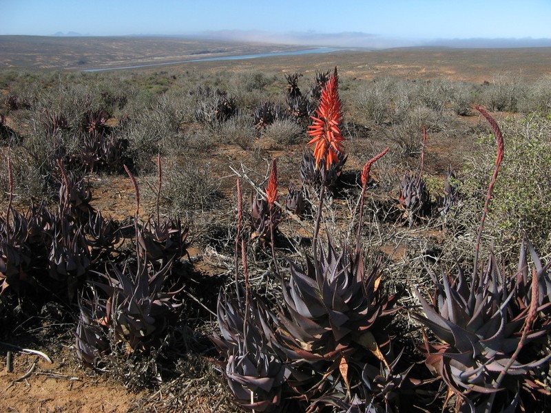Aloe framesii photo 3