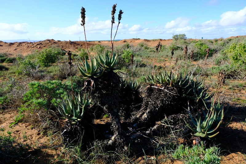 Aloe framesii photo 4