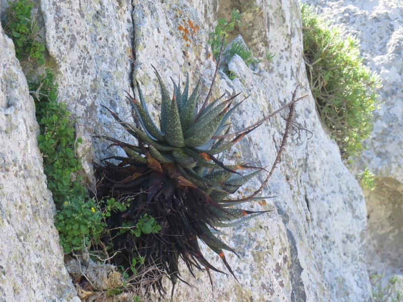 Aloe framesii photo 5