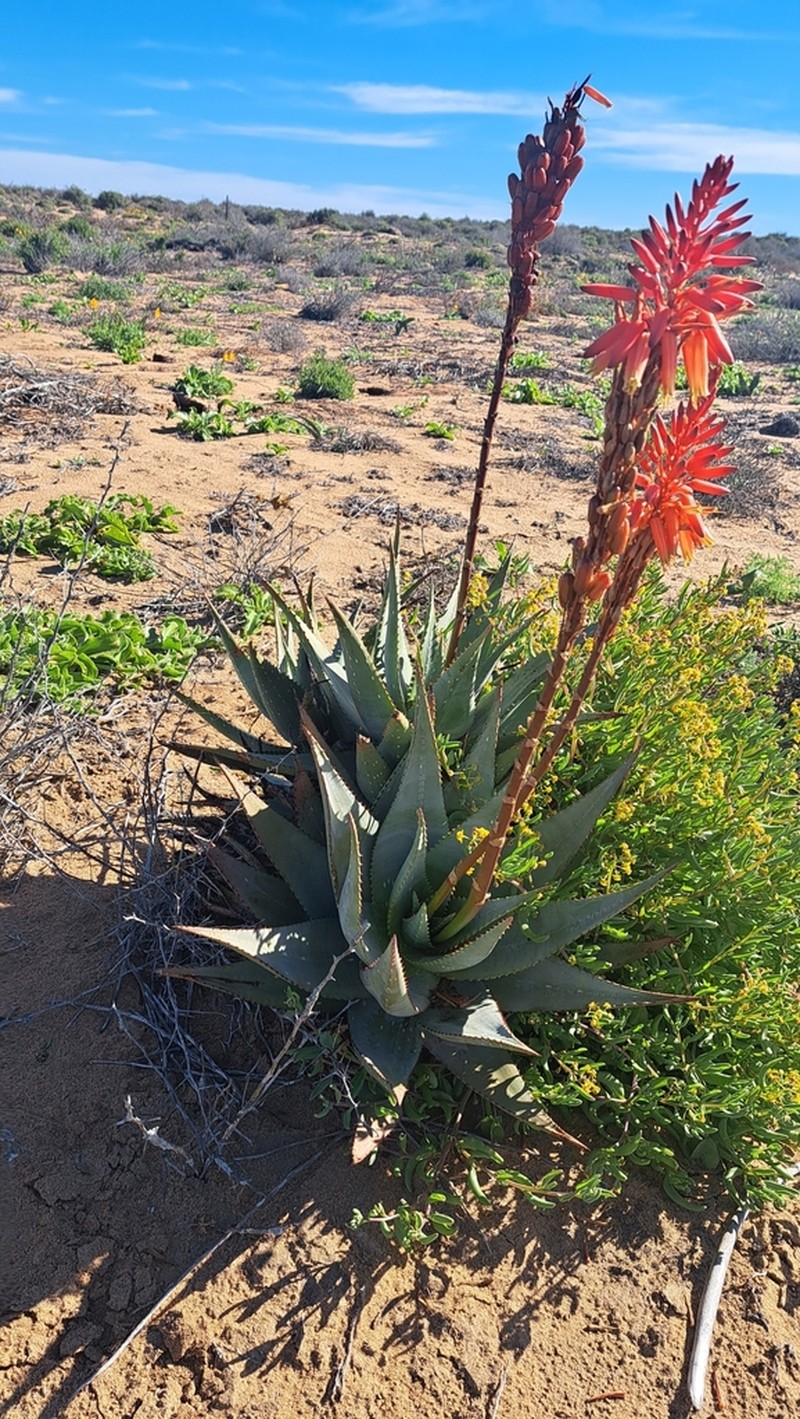 Aloe framesii photo 6