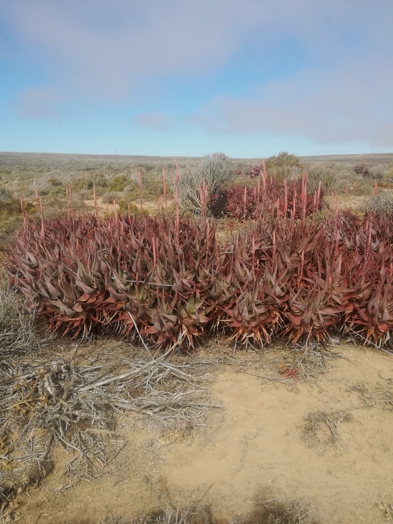 Aloe framesii photo 7