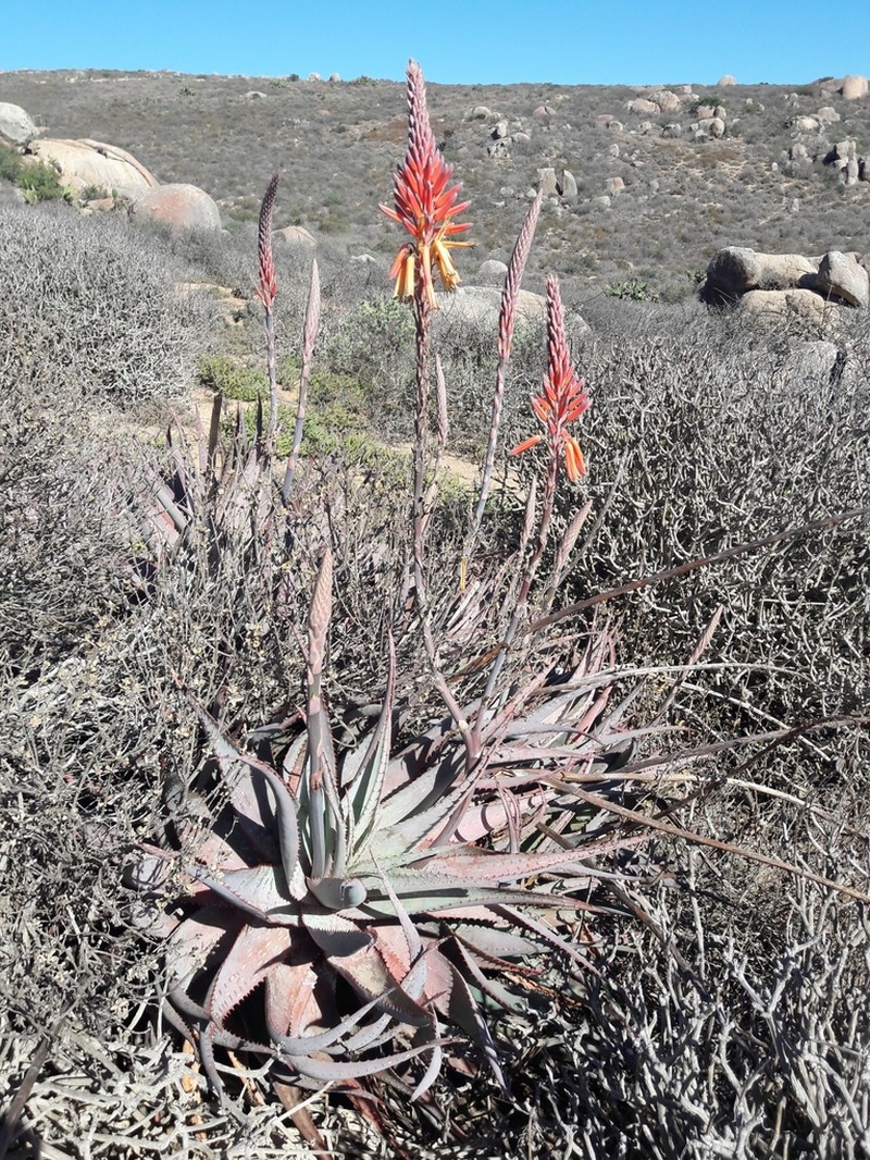 Aloe framesii photo 8