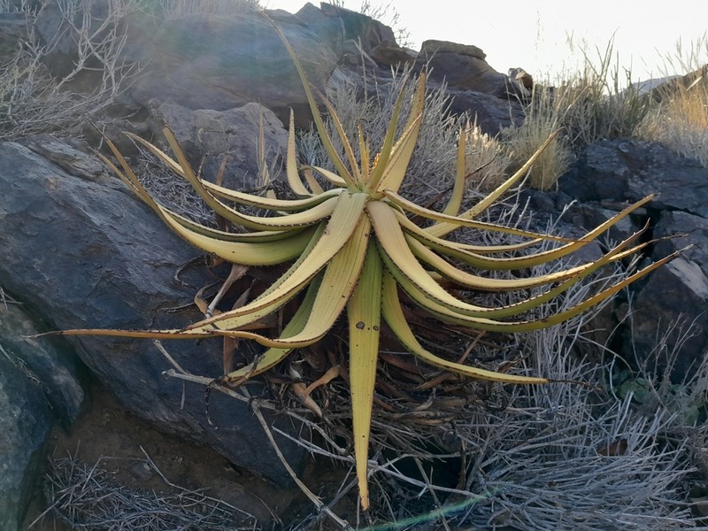 Aloe gariepensis