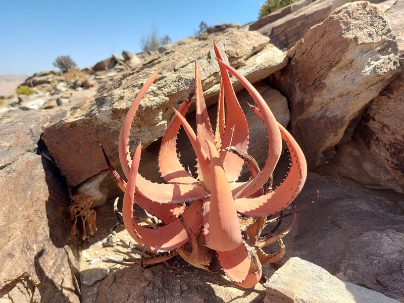 Aloe gariepensis photo 2
