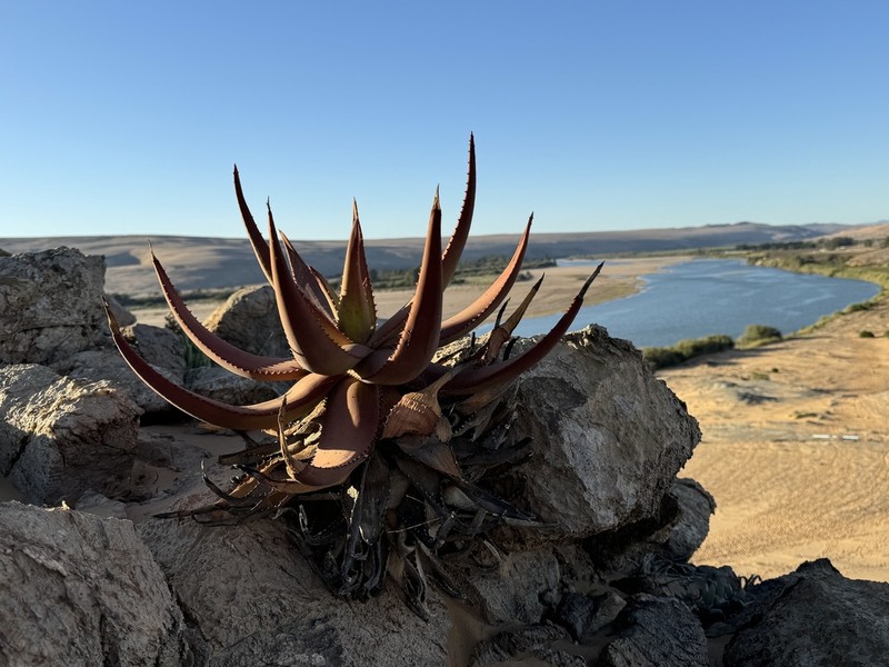 Aloe gariepensis photo 3
