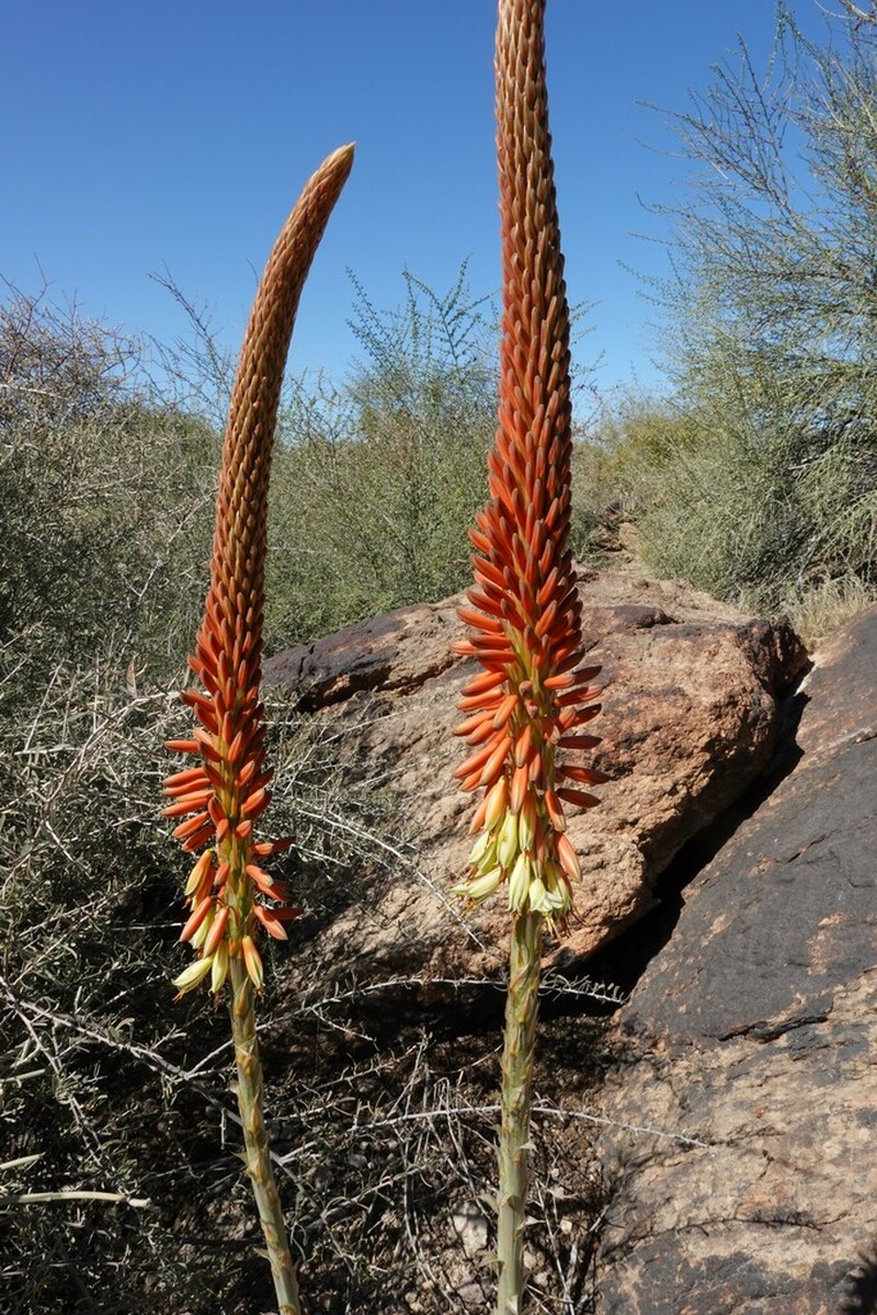 Aloe gariepensis photo 4