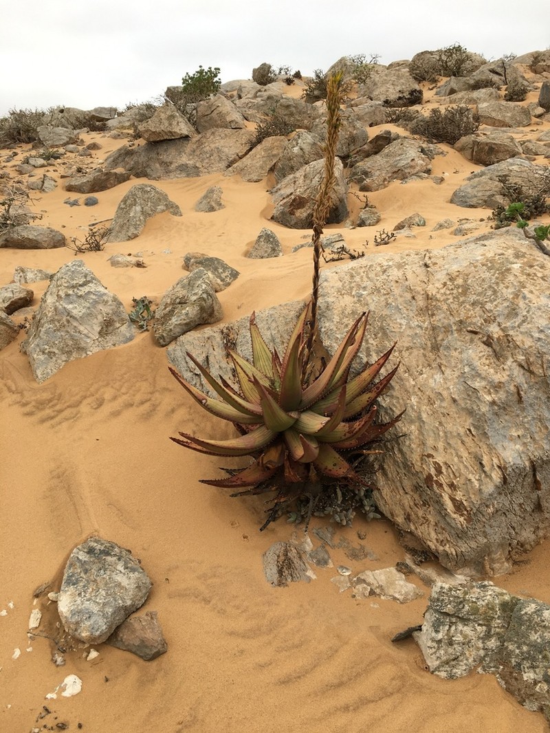 Aloe gariepensis photo 5