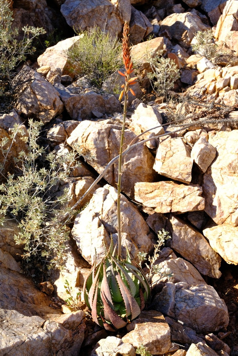 Aloe gariepensis photo 6